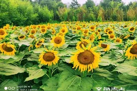 随笔||又到大学毕业季图片