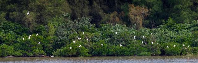暖冬“追鸟”去！在海口美兰，邂逅灵动之美~
