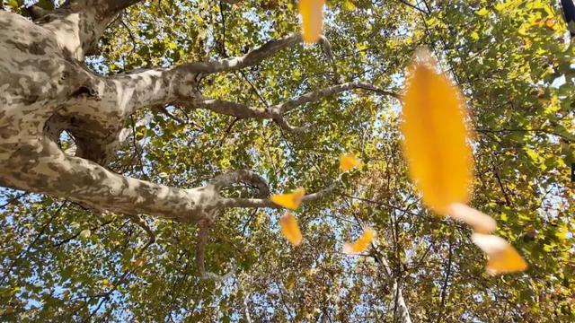 气温重回20℃！这个双休日，在愚园路的光影里，慢享秋日静好！→