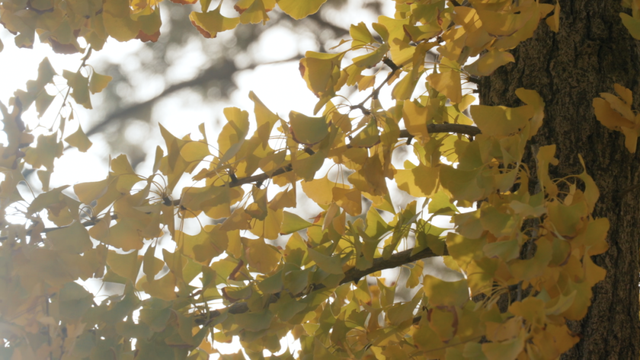不扫的金叶，是罗店藏在碎金光影里的秋日私语
