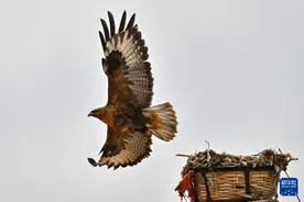 西藏羌塘草原：设置人工鹰架 让更多猛禽翱翔天空图片