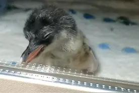 超萌！长沙海底世界时隔三年迎来第四只湘籍企鹅宝宝图片