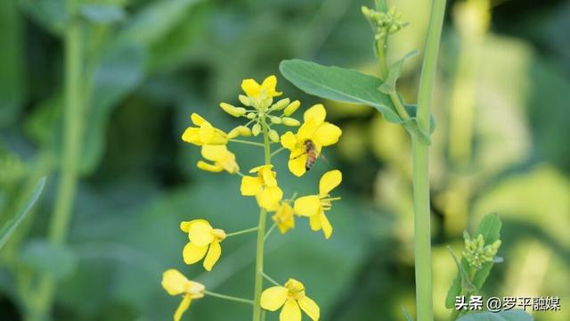 寒意未退“春”先到 罗平油菜花初绽放