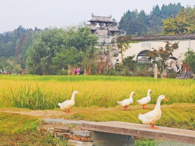 解锁黟县秋日限定美好！