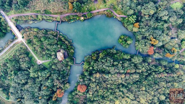 C视觉︱成都这片“水上森林”美到窒息 错过再等一年