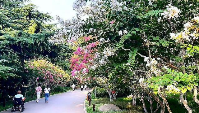 泉城夏日“紫薇季”浪漫开启，济南九大公园景区花开正艳