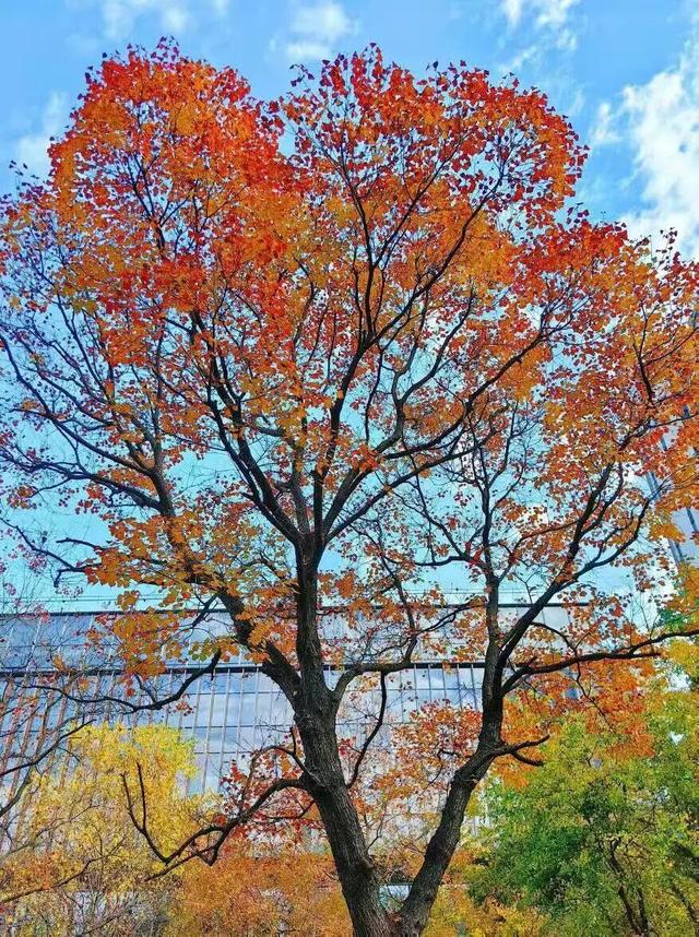 赶紧拍照去！龙泉驿出片指南来了→
