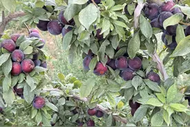 “看疆来”系列采风活动：新疆阿克苏的美好不止阿克苏苹果图片