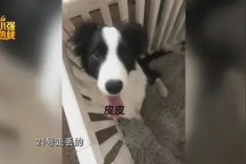 求扩散！今天我们来寻找一条精神抚慰犬，它意义非凡……图片