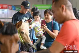 各类萌宠集中亮相昆明宠博会图片