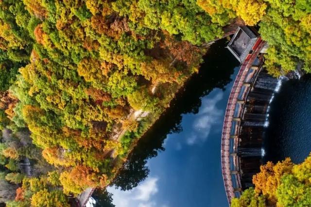 别再问了！洛阳秋色天花板，就藏在这里→