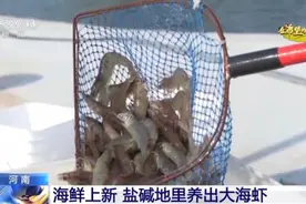 从寸草不生到鱼虾满满 盐碱地里养出大海虾图片