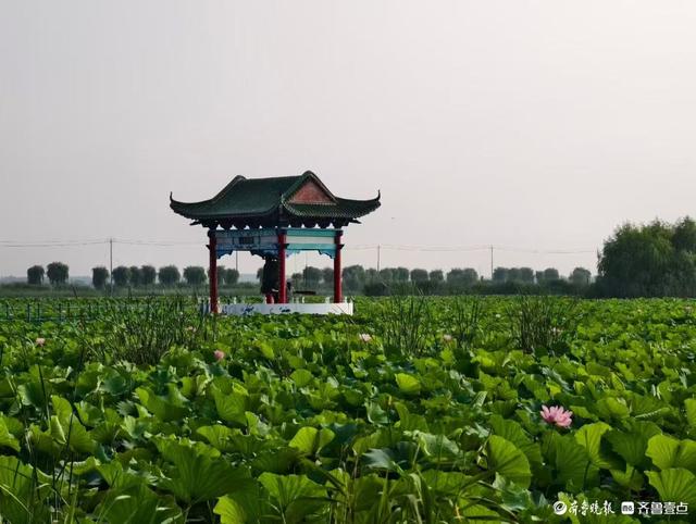 打卡章丘白云湖，清凉一片