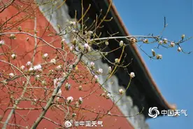 被玉兰花的中式美学惊艳到了图片