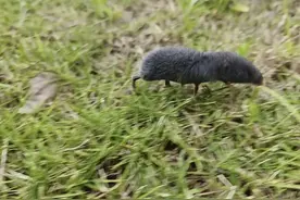 成都绿化带中出现“小可爱”  科普博主：系四川短尾鼩，携带多种病原体勿直接触碰图片