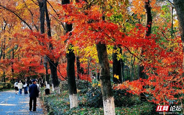 【每日一图@湖南】层林尽染，游人如织，湖南省植物园开启最美“枫”景季