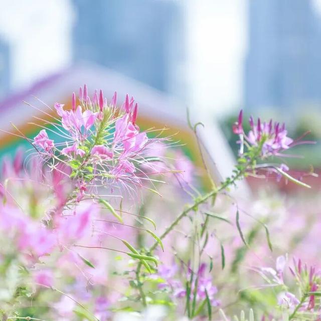 15000㎡花海！免费打卡！珠海人约起来！