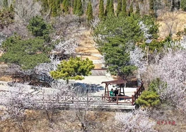 葫芦岛 踏青观海赏杏花，尽享春日好时光