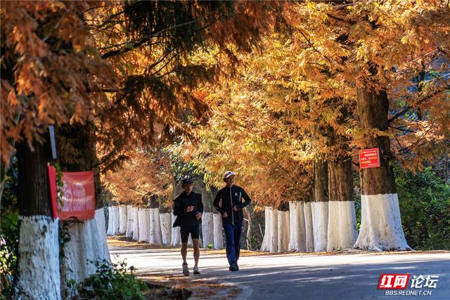 【每日一图@湖南】刷屏预警！靖州排牙山千亩水杉林绝美上线