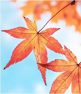 崇明秋色，坠入一场温柔的五彩梦境