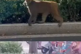 有猴出没！北京野生动物救助中心提醒：保持距离 及时报警图片