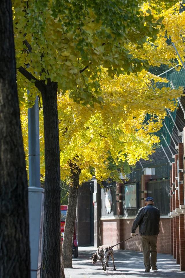 长宁最全银杏打卡点来啦，还有“宁宁”的私藏点位哦～【看“宁”的】