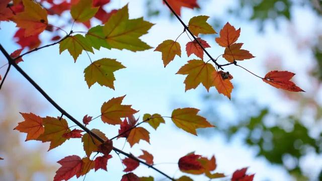 300亩！免费参观