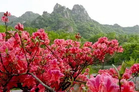 河南汝阳：大面积野生杜鹃花开如火图片