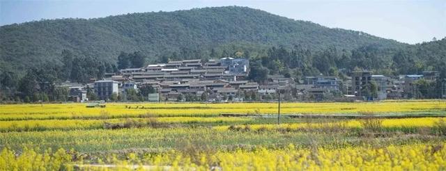 楚雄花开成海！你期盼的春天提前来了