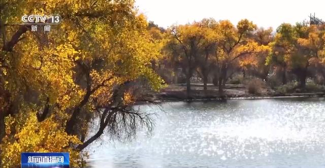 这些密码，告诉你千年胡杨如何锁住万里黄沙