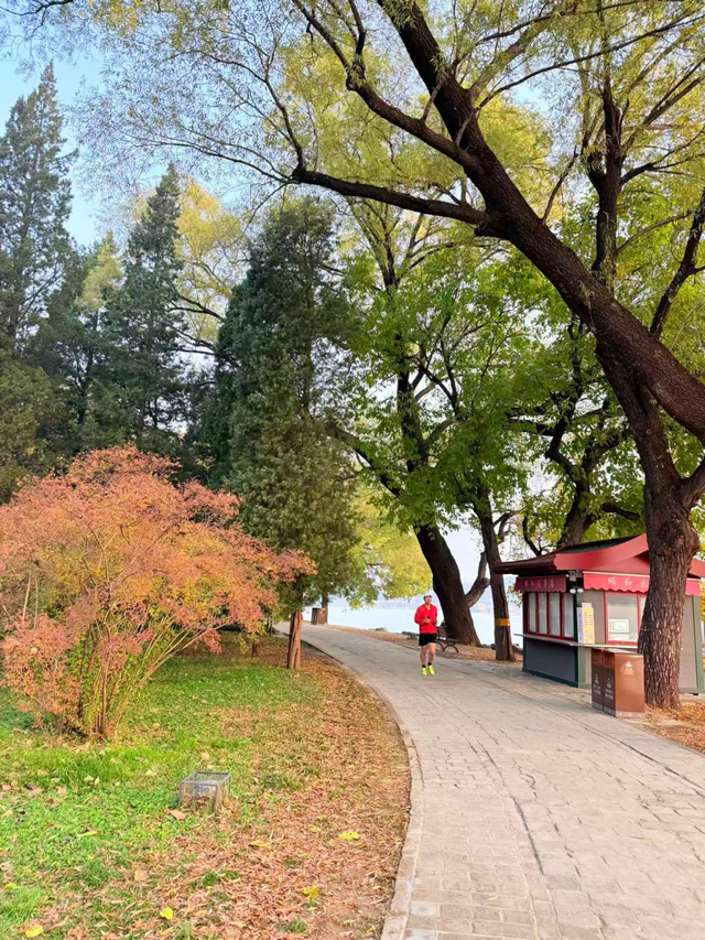 银杏浓烈似金，松柏深翠如墨！京城这景色太美了