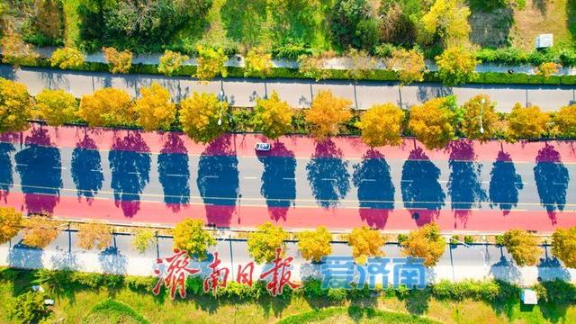 一年四季 泉在济南丨秋日彩叶映通途 一路风光伴出行