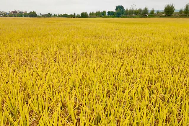 朱提文苑 | 深秋桃源坝 稻香悟初心