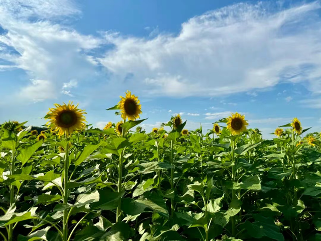 爆火！北京“隐藏版”梯田向日葵花海来了！