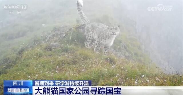 探秘雨林、寻踪国宝、见证奇迹……研学游持续升温点亮“暑期经济”