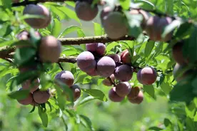 容县：蜜李抢“鲜”上市 “甜蜜经济”助农增收图片