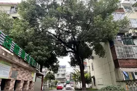 小区高大树木扰民，如何调整绿化？嘉定法治观察有说法图片