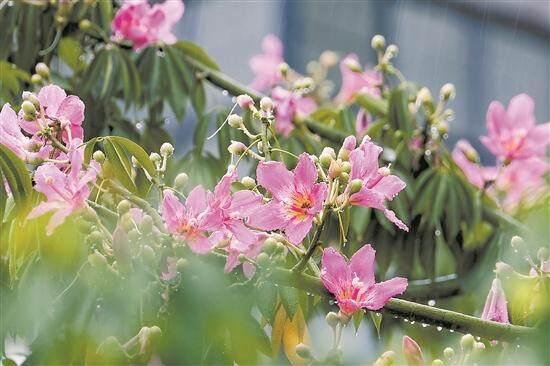 揭阳文脉·花地榕江