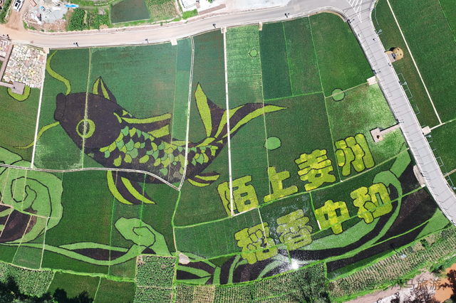 【五彩凉山•夏季清凉】陌上姜州： 把脚印印在稻浪翻滚的地方