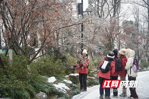 组图丨银装素裹，美成水墨画！岳麓山限定版冬景“上新”