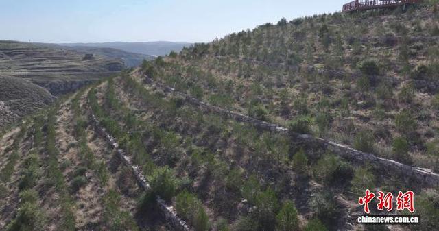 山西偏关：直叫山峁披绿装 一泓清水入黄河