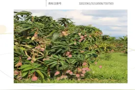 海南4件地理标志入选“一带一路”地理标志品牌推广清单图片