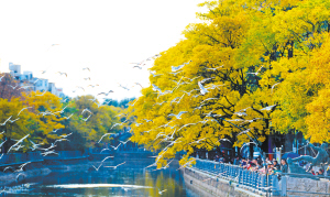 观鸥季启幕 “鸥”经济升温