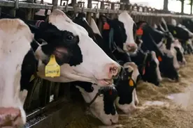 消失的浙江嘉兴“网红”奶牛场图片