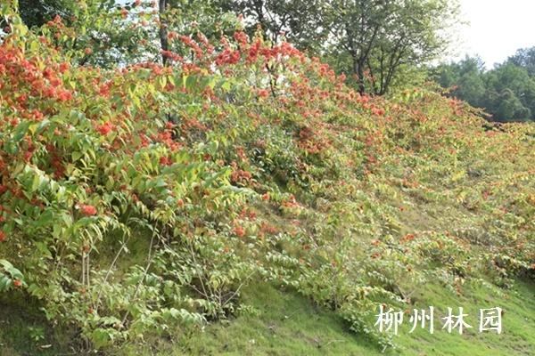 柳州市螃蟹岭公园边坡生态景观初见成效