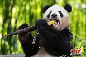 海归大熊猫“添添”“美香”安享家乡生活图片