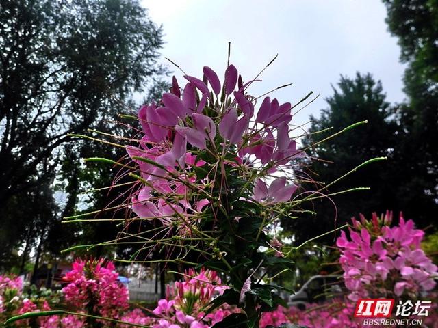 漫步株洲湘江风光带，邂逅醉蝶花海的浪漫