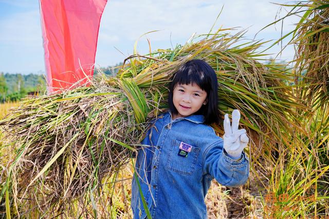 寻找“环两江”松弛感？狮山的稻田等你来