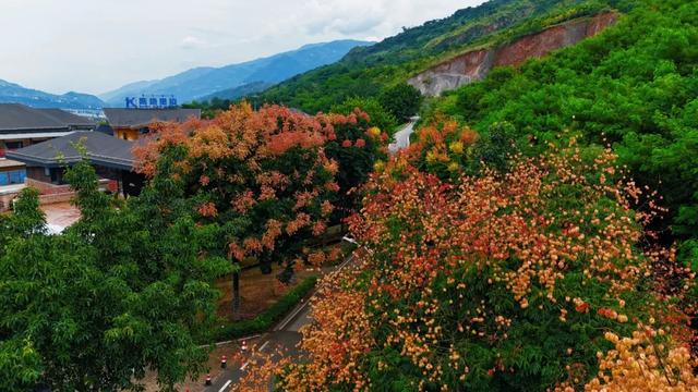 秋日画卷 | 去宁南 赴一场温泉与栾树的秋日之约