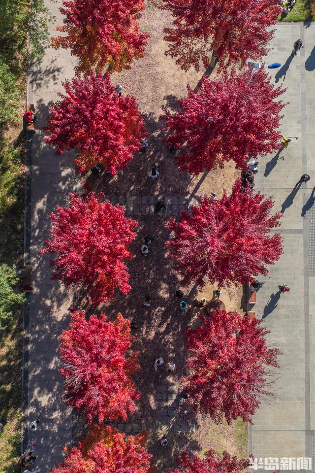 青岛深秋处处“鎏金”，美不胜收！